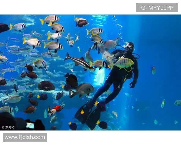 鲸鱼足球:探索海洋与足球的奇妙结合与环保意识的提升 鲸鱼足球:探索海洋与足球的奇妙结合与环保意识的提升